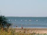 Parco della Camargue Immagine 100